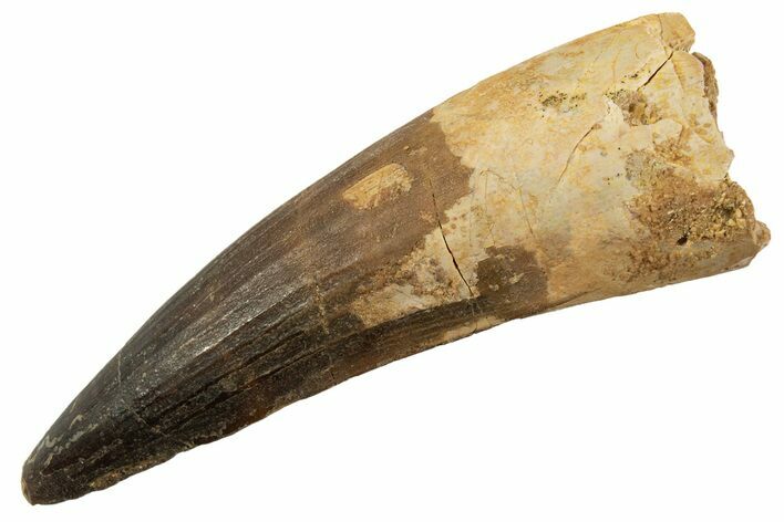 Fossil Spinosaurus Tooth - Real Dinosaur Tooth #344530